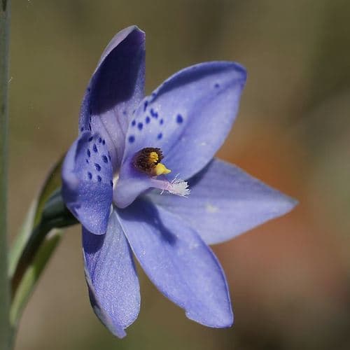 Spotted Sun Orchid