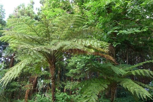 Scaly Tree Fern