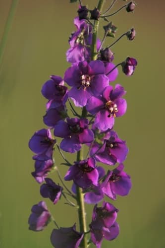 Purple Mullein
