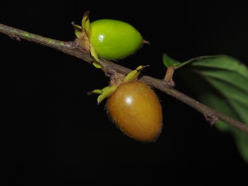woolly-flowered persimmon
