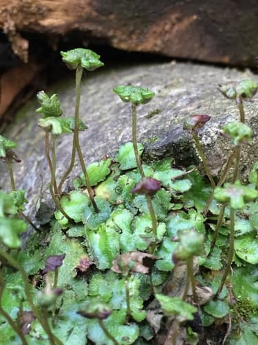 Hemisphaeric Liverwort