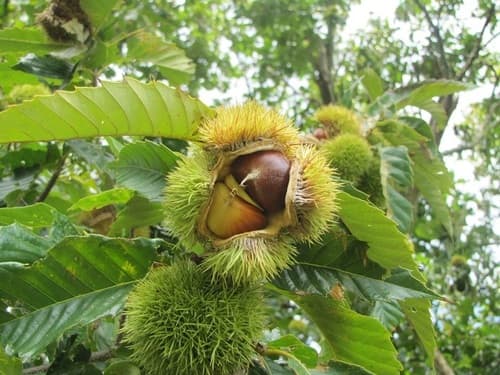 Chinese Chestnut Tree Branch