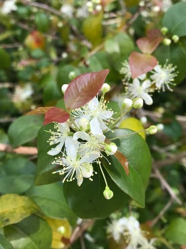 Surinam Cherry Bonsai