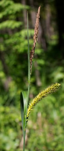 Lake Sedge Bonsai