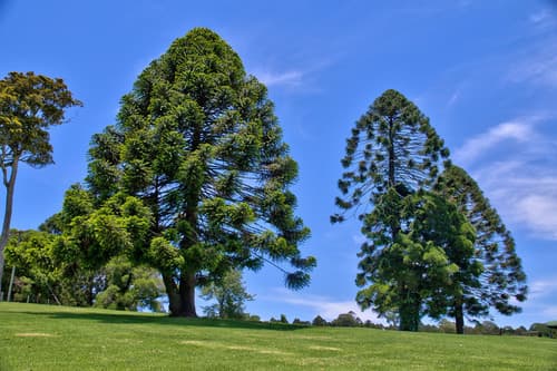 Bunya Pine Bonsai