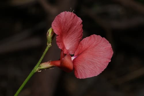 Phasey Bean Flower