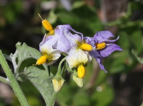 Greenspot Nightshade