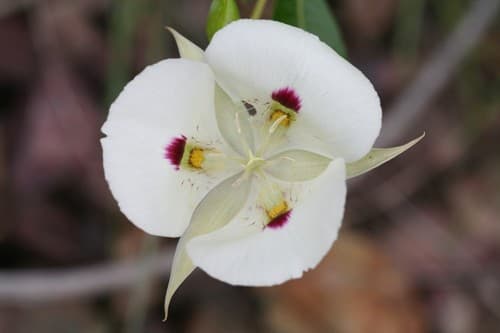 White Mariposa Lily