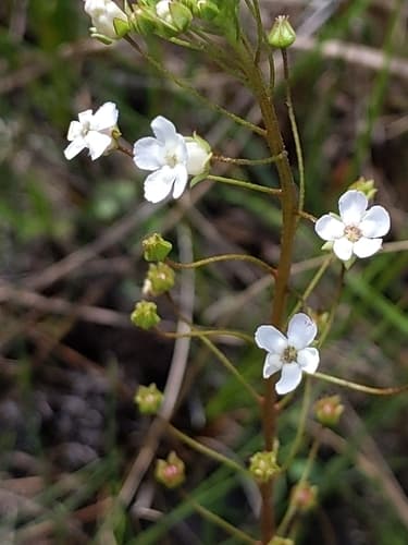 Aged Procumbens Juniper Bonsai