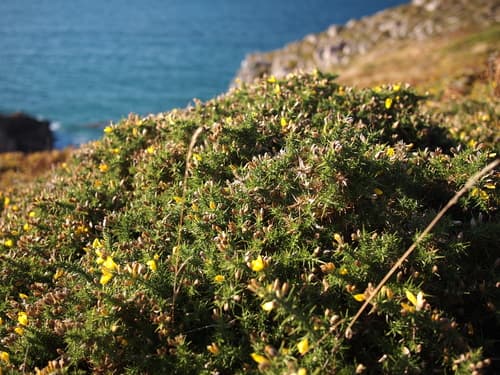 Western Gorse