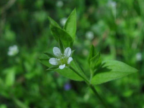 Three-nerved Sandwort