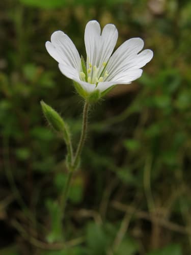 Alpine Mouse-ear (Not a Bonsai Specimen)