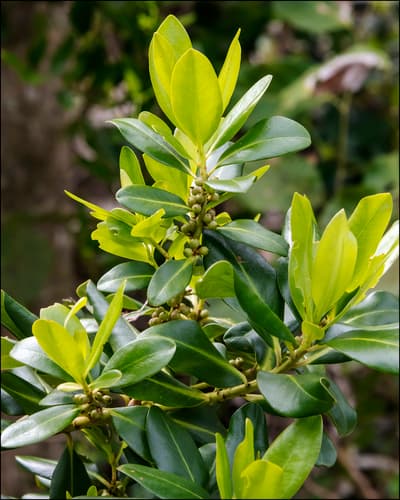 Colicwood Bonsai Material