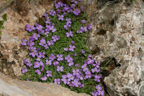 Purple Rock Cress Bonsai