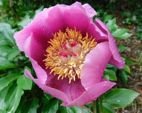 Paeonia broteri