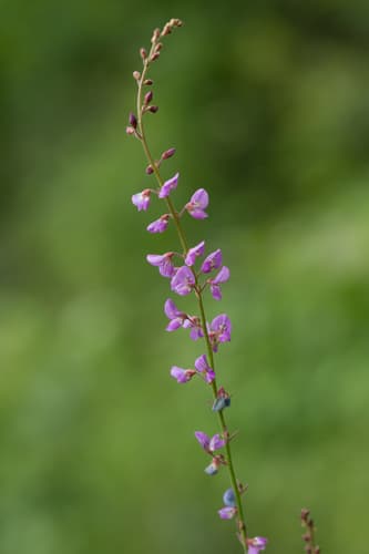 Little-leaf Tick-clover