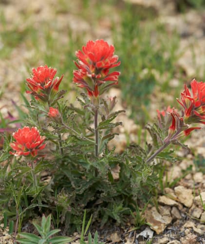 Camp Martin Paintbrush Bonsai