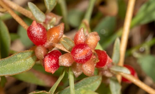 Berry Saltbush
