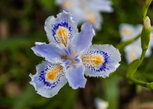 Fringed Iris