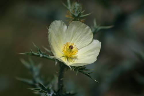 Mexican Poppy
