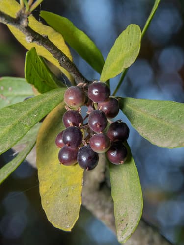 Chilean Pepper Tree Bonsai