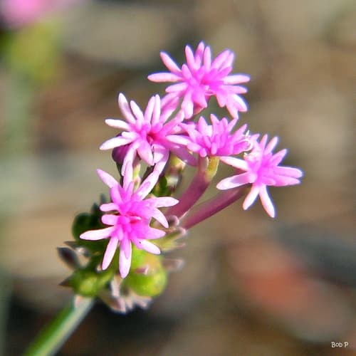 Pink Milkwort