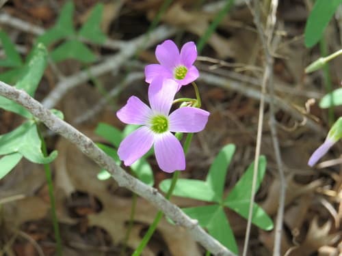 Drummond's woodsorrel