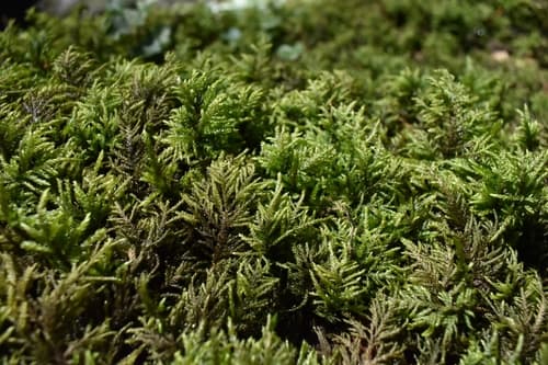 Fox-tail Feather-moss