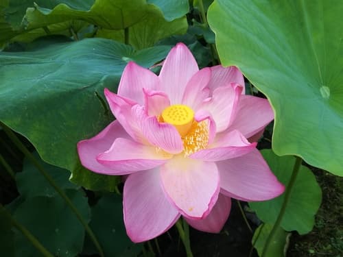 Sacred Lotus