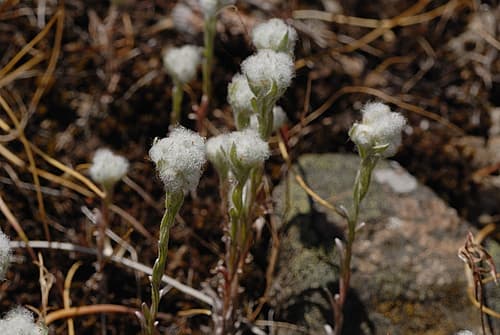 Wild Pussy-toes Plant (Not a Bonsai)