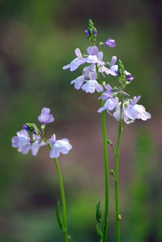 Texas Toadflax
