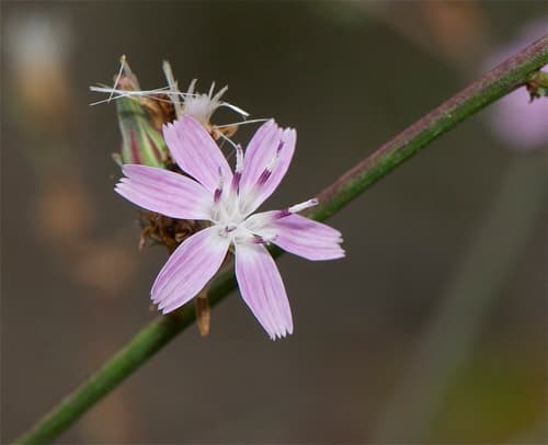 Rod Wirelettuce Bonsai