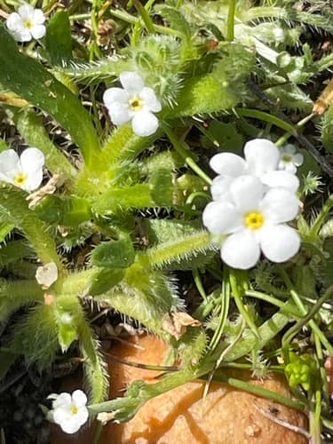 Cooper's Popcornflower