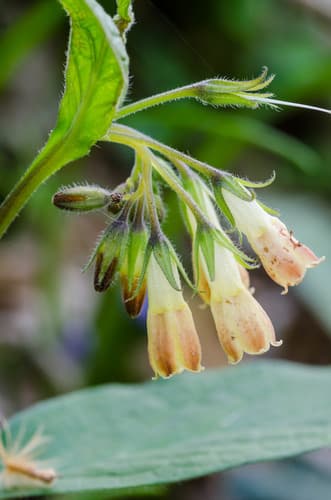 Tuberous Comfrey