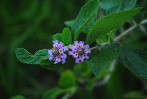 Bushy Lippia