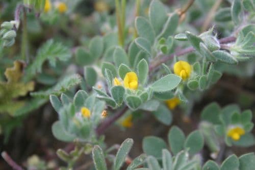 Foothill Deervetch