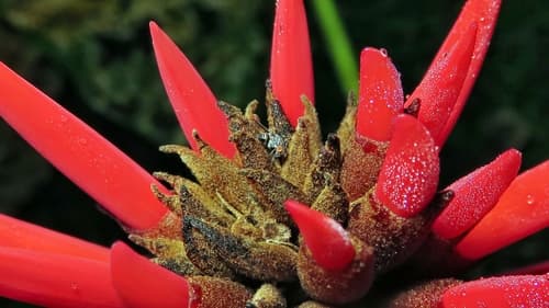 Ivory Coral Tree Bonsai