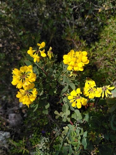Shrubby Scorpion-vetch