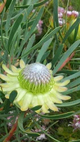Thistle Sugarbush Bonsai