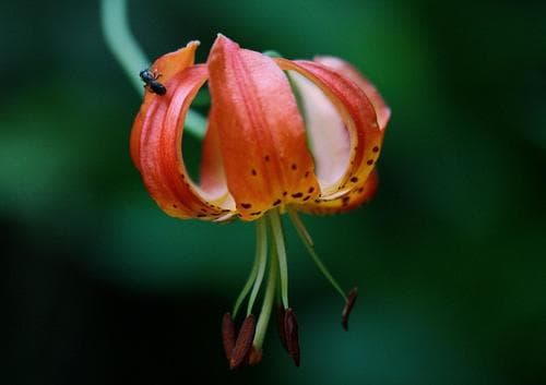 Leopard Lily