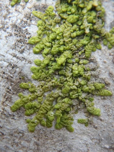 Flat-leaved Scalewort