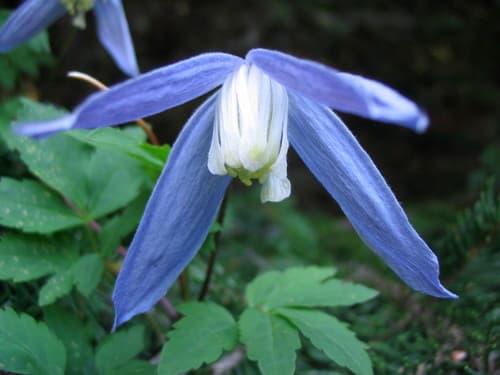 Alpine Clematis
