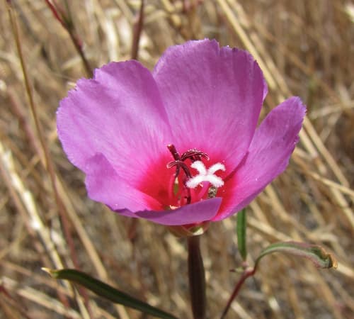 Ruby Chalice Clarkia