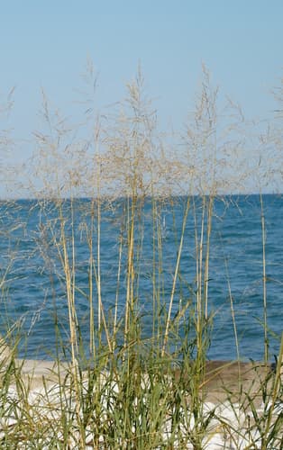 Sand Reedgrass