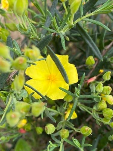 Yellow Rock Rose Bonsai