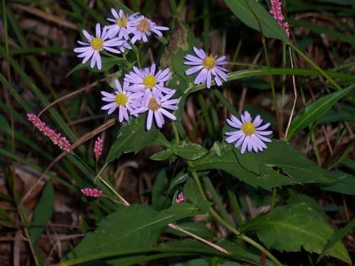 Crookedstem Aster