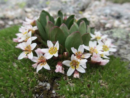 Alpine Springbeauty Bonsai