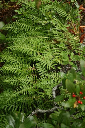 California Polypody Bonsai
