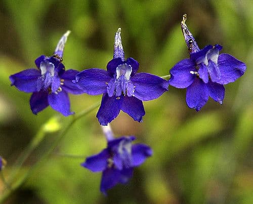 Zigzag Larkspur