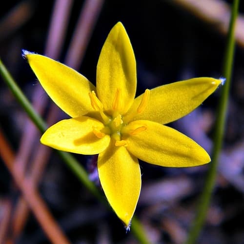 Fringed Star Grass